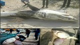 Hãi hùng cá voi sát thủ “moi gan cá mập trắng“