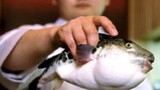 Nghệ thuật chế biến cá nóc độc ở Nhật