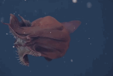 Rùng rợn 8 sinh vật kỳ dị dưới đáy đại dương 