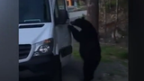 Gấu đen tự ý mở cửa xe vào trong bóp còi