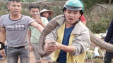 Những lần bắt được trăn, rắn khổng lồ gây sốc ở Việt Nam 