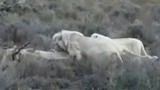 Bầy sư tử trắng quý hiếm săn linh dương nặng gần 1 tấn