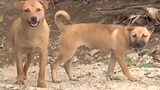 Video: Cấp phường, xã ở Hà Nội tự lo bắt chó thả rông