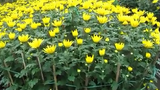 Video: 10 loại hoa mang lại giàu sang, gia chủ nên chưng trong nhà