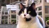 Video: Điều gì đáng sợ ẩn sau đôi mắt của mèo?