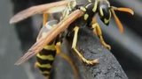Video: Ong làm tổ trong nhà, phá hay giữ?