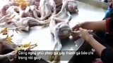 Phù phép gà còm nhom thành béo mập bằng hóa chất