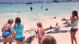 Kỳ lạ đàn cá heo lên bờ “giỡn” với khách du lịch