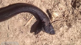Kì lạ con rắn đen có 2 đầu