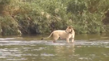 Clip sư tử cái phát điên vì bị cá sấu ăn mất con