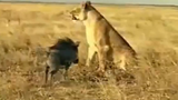 Clip: Lợn lòi liều mạng tấn công sư tử