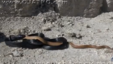 Hổ mang đen châu Phi nuốt chửng rắn cát