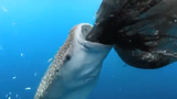 Thú vị xem cá mập voi ăn trộm cá của ngư dân
