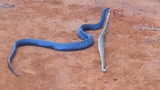Rắn xanh Indigo ăn thịt rắn chuông
