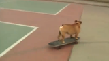 Kỳ lạ lớp học trượt ván dành cho các chú chó