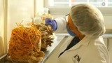 Độc đáo công nghệ trồng nấm từ tã bỉm bẩn
