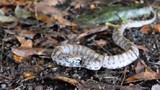 Kỳ lạ loài rắn có thể thay đổi màu sắc cơ thể