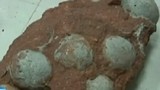 Phát hiện trứng khủng long hóa thạch tại Trung Quốc