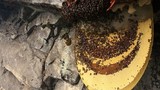 Tổ ong dữ khổng lồ cho người xin mật ở Tuyên Quang