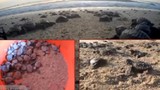 Ra Côn Đảo xem rùa biển đẻ trứng 
