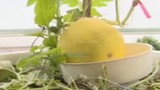 Cách trồng cây ăn quả trong thùng xốp của người Hà Nội