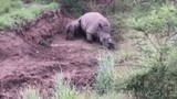 Video: Rớt nước mắt vì cảnh tê giác con tội nghiệp cố bú mẹ đã chết