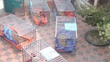 Bắt tạm giam người đàn ông nuôi nhốt 14 con hổ tại nhà tại Nghệ An