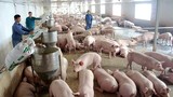 Giá lợn vẫn giảm: Quá rẻ, chưa đến 50 nghìn đồng/kg