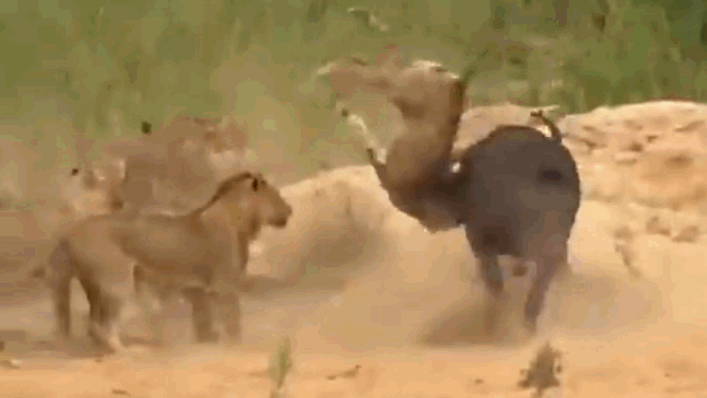 Video: Trâu rừng nổi điên, húc thủng bụng sư tử để cứu đồng loại