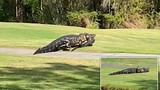 Cá sấu khổng lồ 6 mét hung hăng nuốt chửng tình địch trong vài phút