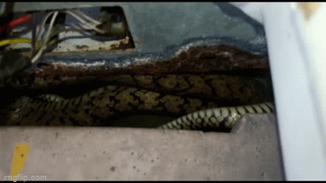 Tá hỏa phát hiện con rắn “khủng” nằm trong máy giặt