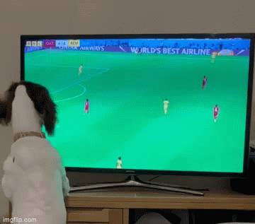 Chú chó xem World Cup, hào hứng đuổi theo trái bóng trên TV 