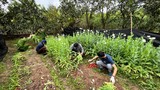 Bắt giữ người đàn ông trồng hơn 2 nghìn cây thuốc phiện ở Bắc Giang