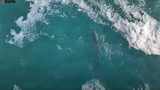 Cảnh tượng hiếm gặp: Cá voi khổng lồ chơi đùa cùng bầy cá heo