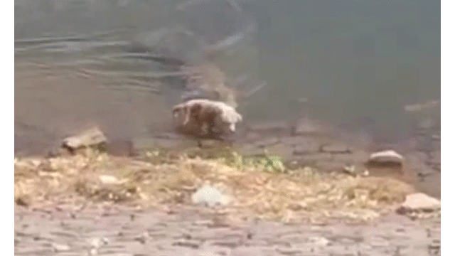  Clip: Người quay cảnh cá sấu ngoạm chó nhà lôi xuống sông bị chỉ trích