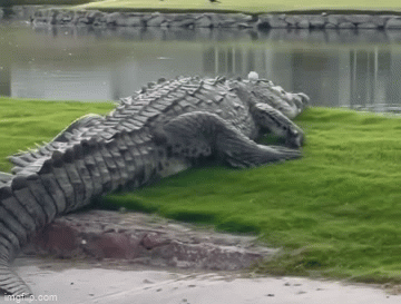  Đoạn phim đáng kinh ngạc về quả bóng golf nằm trên đầu cá sấu 