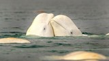 Khoảnh khắc cặp cá voi trắng tình tứ ngoài khơi đảo Somerset