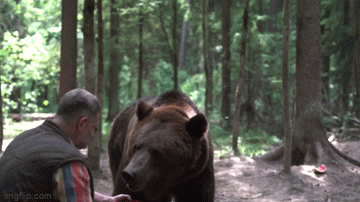 Gấu nâu thân thiện thản nhiên ăn kẹo từ tay người đàn ông
