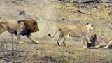  Ba sư tử chịu cảnh "xôi hỏng bỏng không" khi để lợn rừng chạy thoát
