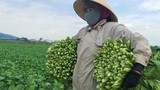 Trồng rau thoát nước tốt, nông dân ở Nghi Thuận cứ ra đồng là có tiền