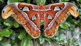 Loài bướm lớn nhất thế giới được xếp vào Sách Đỏ Việt Nam