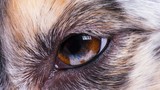 Vì sao nhiều loài động vật có mí mắt thứ ba, con người thì không?