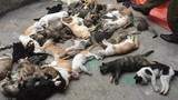 Nam Định: Hoang mang trước việc hàng loạt mèo chết bất thường