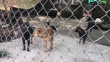 Đàn chó cắn chết bé 7 tuổi ở Hưng Yên: Người dân khiếp sợ đàn chó