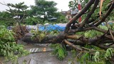 Ảnh hưởng bão số 3: Hải Dương ngập lụt, Hải Phòng bật gốc cây xanh