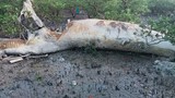 Quảng Ninh: Phát hiện xác cá voi “khủng” dạt vào đảo Quan Lạn