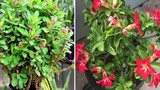 4 loại hoa 'xui xẻo' nhất định đừng nuôi trong nhà 