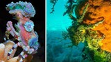 Cua Decorator: Những loài “tắc kè hoa” dưới đáy biển 