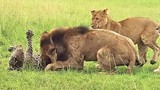  9 con sư tử tàn sát báo hoa mai mà không ăn thịt