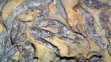 Giải mã "ổ quái vật" thằn lằn đại bàng hơn 200 triệu tuổi